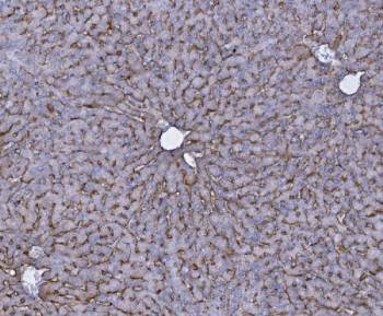 IHC staining of FFPE mouse liver with Slc10a1 antibody. HIER: boil tissue sections in pH8 EDTA for 20 min and allow to cool before testing.