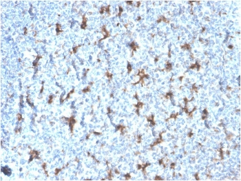 IHC staining of FFPE human tonsil with recombinant CD68 antibody (clone rLAMP4/824). HIER: boil tissue sections in pH 9 10mM Tris with 1mM EDTA for 10-20 min followed by cooling at RT for 20 min.