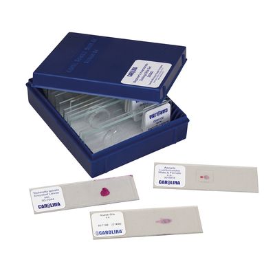 Beginners Invertebrate Zoology Microscope Slide Set
