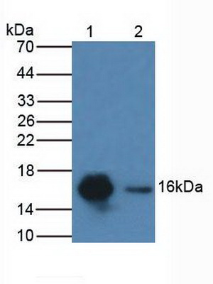 Figure. Western Blot; Sample: Lane1: Human HeLa Cells; Lane2: Porcine Kidney Tissue.