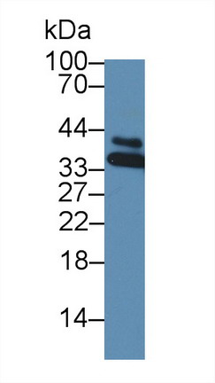 Western Blot; Sample: Mouse Small intestine lysate; <br/>Primary Ab: 3µg/ml Rabbit Anti-Mouse HNRPA1 Antibody<br/>Second Ab: 0.2µg/mL HRP-Linked Caprine Anti-Rabbit IgG Polyclonal Antibody<br/>(Catalog: SAA544Rb19)