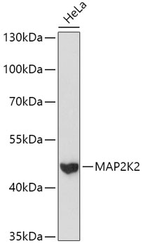 Anti-MAP2K2 Antibody