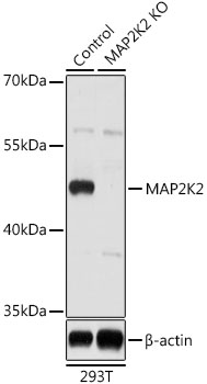 Anti-MAP2K2 Antibody