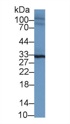 Western Blot; Sample: Mouse Heart lysate; Primary Ab: 1µg/ml Rabbit Anti-Mouse SPRY2 Antibody Second Ab: 0.2µg/mL HRP-Linked Caprine Anti-Rabbit IgG Polyclonal Antibody