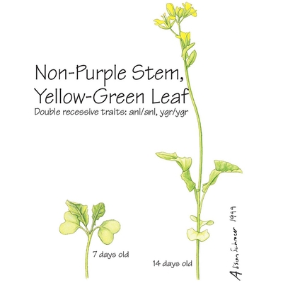Brassica rapa (Wisconsin Fast Plants®), Non-Purple Stem Yellow-Green Leaf Seed, Pack 50