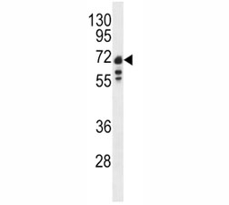 Western blot analysis of Lamin B1 antibody and Ramos lysate