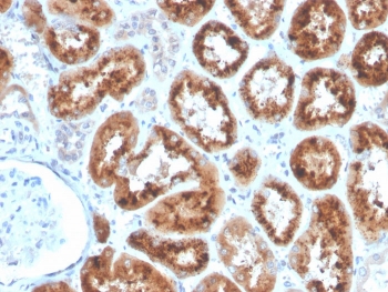 IHC staining of FFPE human kidney with RBP4 antibody. HIER: boil tissue sections in pH 9 10mM Tris with 1mM EDTA for 20 min and allow to cool before testing.