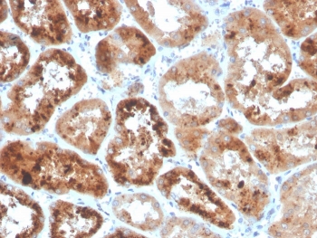 IHC staining of FFPE human kidney with RBP4 antibody. HIER: boil tissue sections in pH 9 10mM Tris with 1mM EDTA for 20 min and allow to cool before testing.