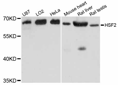 Anti-HSF2 Antibody