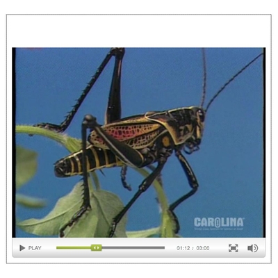 Grasshopper Anatomy: An Introduction to the Class Insecta Video
