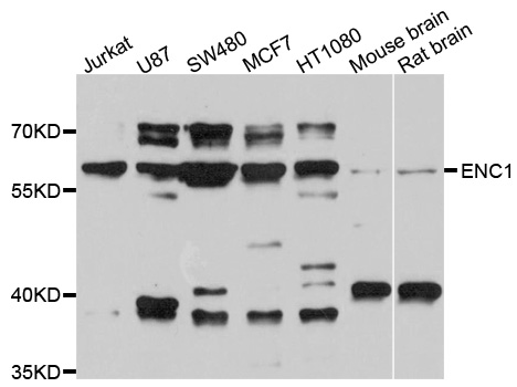 Anti-ENC1 Antibody