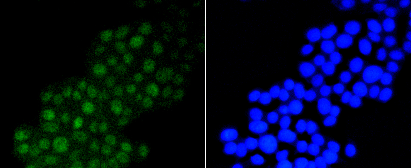 Anti-DGCR8 Antibody [Assigned #A11404]