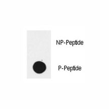 Dot blot analysis of phospho-EGFR antibody. 50ng of phos-peptide or nonphos-peptide per dot were spotted.