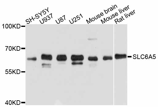 Anti-SLC6A5 Antibody