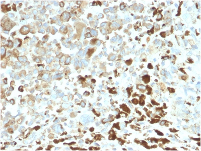Anti-p75 NGF Receptor Antibody [NGFR/2550R] - BSA and Azide free