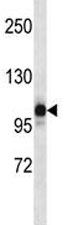 NLRP12 antibody western blot analysis in human placenta tissue lysate.