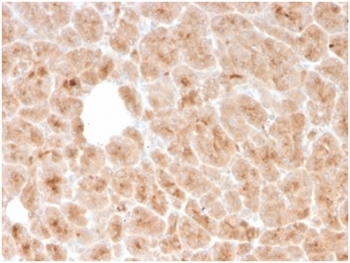 IHC staining of FFPE human pancreatic tissue with recombinant LMO2 antibody (clone rLMO2/1971). HIER: boil tissue sections in pH 9 10mM Tris with 1mM EDTA for 20 min and allow to cool before testing.