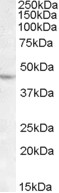 Anti-LHX2 Antibody