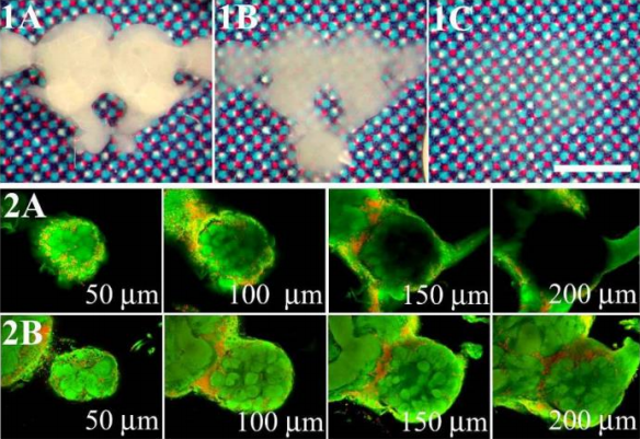 FocusClear™ technology for high-resolution 3D imaging. 1A/1B,/1C: FocusClear™ enables efficient light penetration of the insect brain. 2A/2B: A portion of the brain was in glycerol (2A, control, fluorescent signals were impaired when Z > 100µm) or FocusClear™. (2B, clear fluorescent signals) for 3D confocal imaging (Liu and Chiang, 2003).