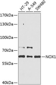 Anti-NOX1 Antibody