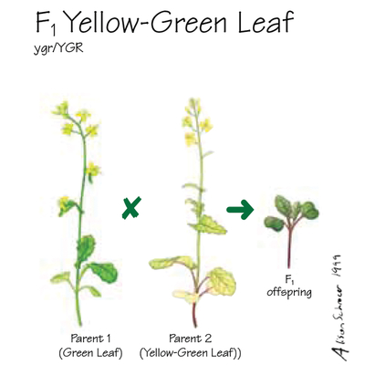 Brassica rapa (Wisconsin Fast Plants®), F1 Yellow-Green Leaf Seed, Pack 200