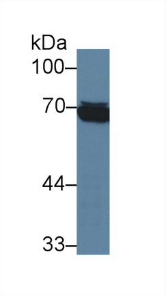 Western Blot; Sample: Human Raji cell lysate; <br/>Primary Ab: 3µg/ml Mouse Anti-Human HSPA1L Antibody<br/>Second Ab: 0.2µg/mL HRP-Linked Caprine Anti-Mouse IgG Polyclonal Antibody<br/>(Catalog: SAA544Mu19)