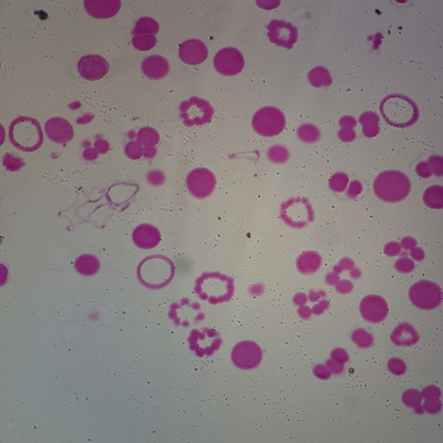 Starfish Development, sec. 7 µm H&E Microscope Slide