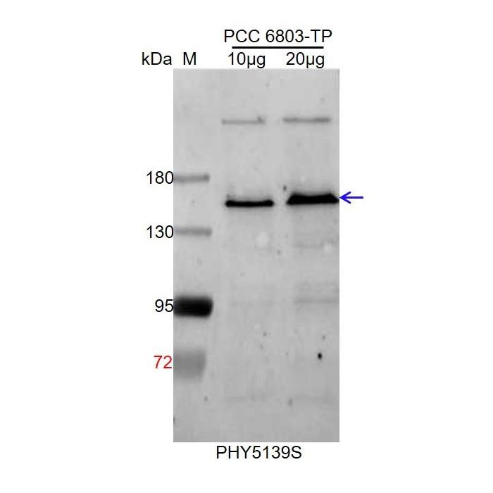 GltB / Anti-Ferredoxin-Dependent Glutamate Synthase 1 Antibody