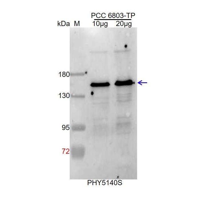 GltB / Anti-Ferredoxin-Dependent Glutamate Synthase 1 Antibody