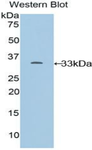 Western Blot; Sample: Recombinant protein.