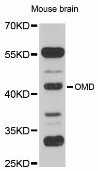 Anti-OMD Antibody