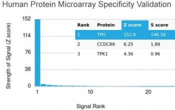 Analysis of HuProt(TM) microarray containing more than 19,000 full-length human proteins using Thyroid Peroxidase antibody. These results demonstrate the foremost specificity of the TPO/3700 mAb. Z- and S- score: The Z-score represents the strength of a signal that an antibody (in combination with a fluorescently-tagged anti-IgG secondary Ab) produces when binding to a particular protein on the HuProt(TM) array. Z-scores are described in units of standard deviations (SD's) above the mean value of all signals generated on that array. If the targets on the HuProt(TM) are arranged in descending order of the Z-score, the S-score is the difference (also in units of SD's) between the Z-scores. The S-score therefore represents the relative target specificity of an Ab to its intended target.