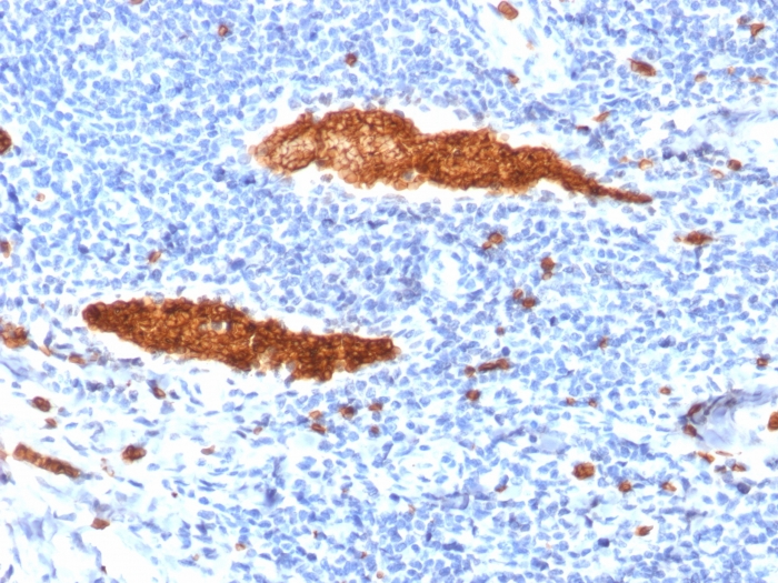 Anti-Glycophorin A Antibody [JC159]