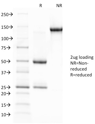Anti-Glycophorin A Antibody [JC159]