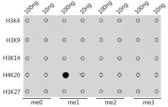 Anti-Histone H4 (mono methyl K20) Antibody