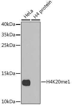 Anti-Histone H4 (mono methyl K20) Antibody