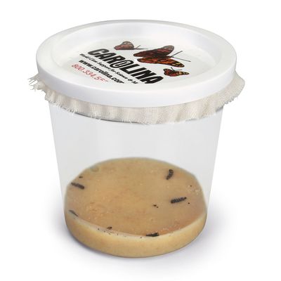 Wild Adventures Painted Lady Butterfly 5-Larvae Culture
