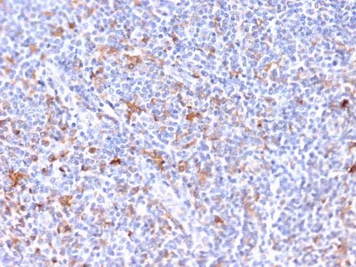 Anti-RCAS1 Antibody [CPTC-EBAG9-2]