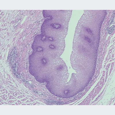 Mammal Stratified Squamous Epithelium, sec. 7 µm H&E Microscope Slide