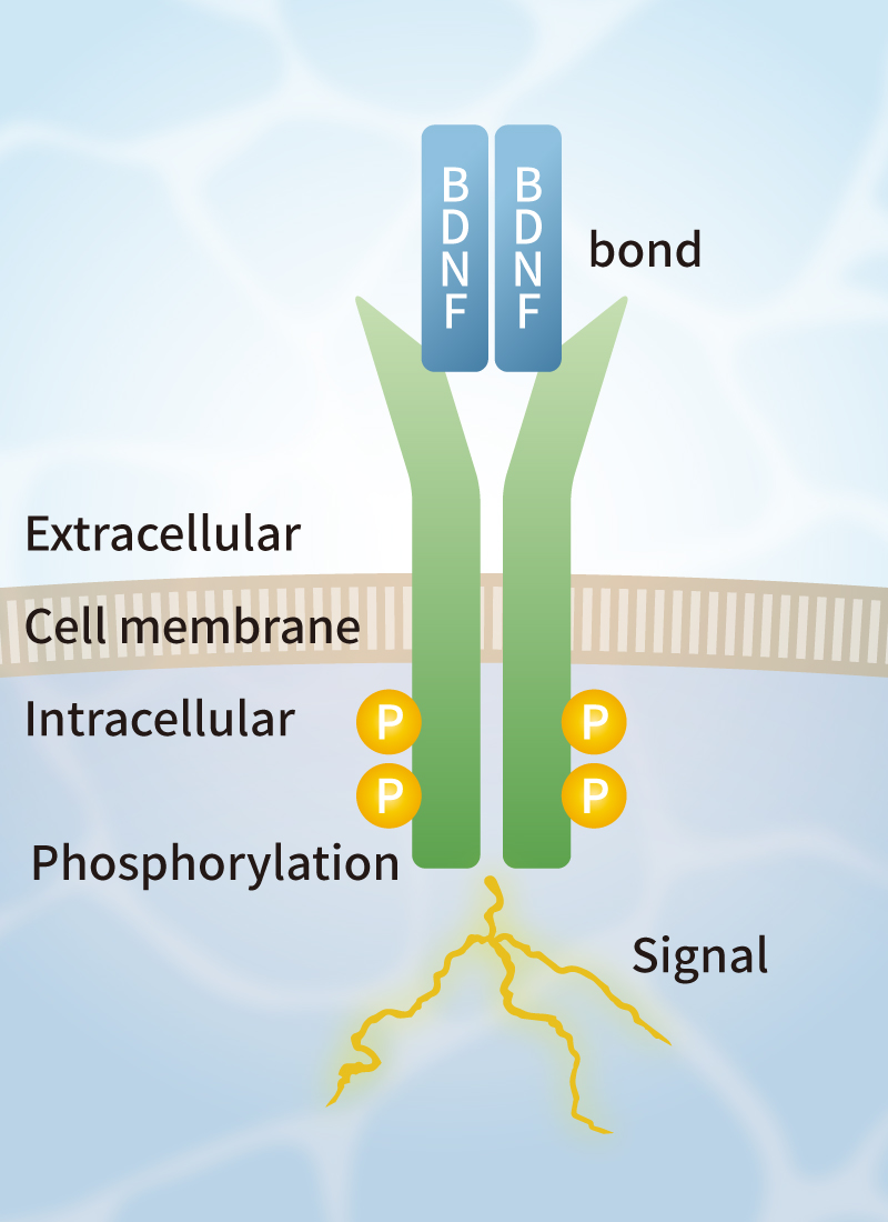 BDNF induces dimerization of TrkB and exerts biological activity