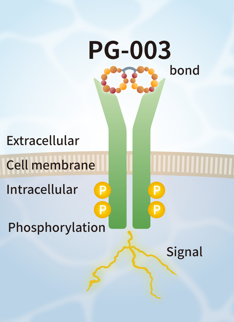 Our BDNF Alternative Peptide (PG-003) also induces dimerization of TrkB and exerts biological activity equivalent to BDNF