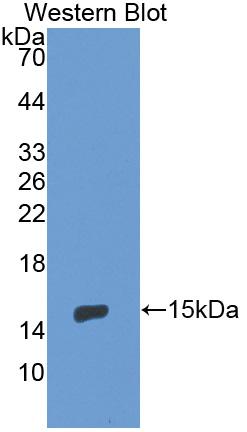 Western Blot; Sample: Recombinant protein.