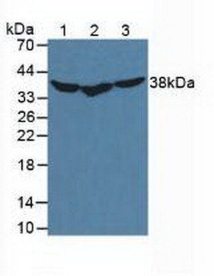 Western Blot; Sample: Lane1: Mouse Liver lysate; Lane2: Jurkat cell lysate; Lane3: HeLa cell lysate<br/>Primary Ab: 3µg/ml Rabbit Anti-Mouse HSP40 Antibody<br/>Second Ab: 0.2µg/mL HRP-Linked Caprine Anti-Rabbit IgG Polyclonal Antibody<br/>(Catalog: SAA544Rb19)