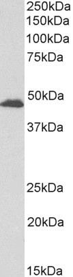 Anti-GPR17 Antibody