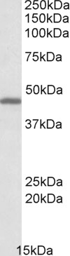 Anti-GPR17 Antibody
