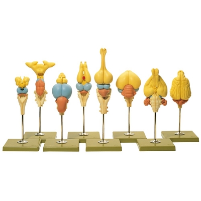 Somso® Vertebrate Brains Model Set