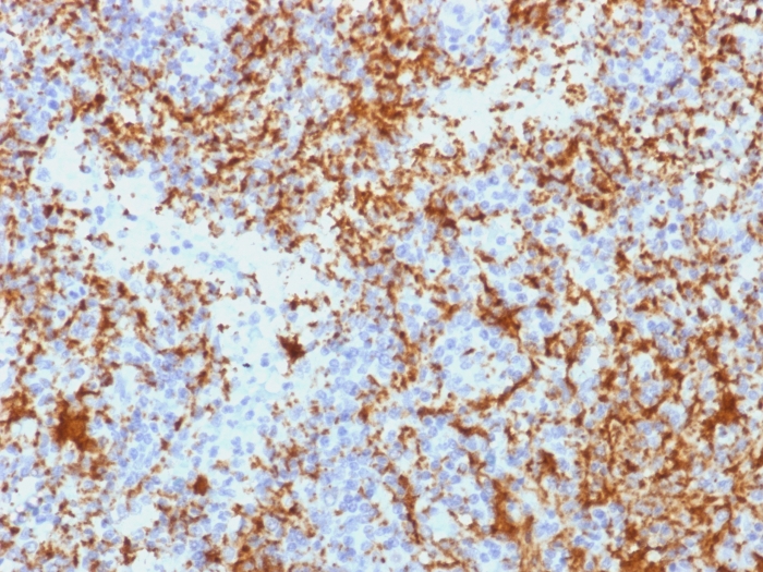 Anti-Integrin beta 3 Antibody [Y2/51]