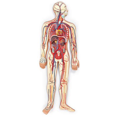 Altay Human Circulatory System Model