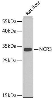 Anti-NCR3 Antibody