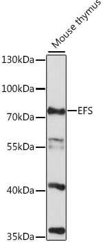 Anti-EFS Antibody